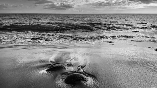 Descoberta de Necrópole de Baleias no Fundo do Mar: Uma Nova Fonte de Biodiversi
