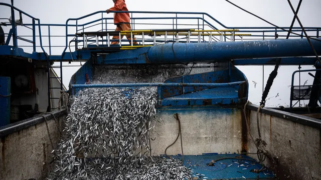 El Niño já está causando estragos nas pesquisas de peixes no Pacífico