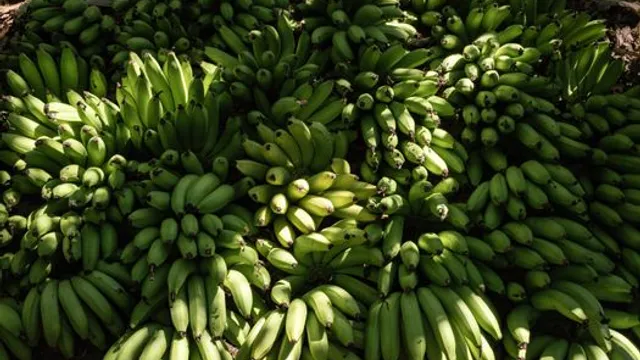 Embargo Europeu: O Impacto na Exportação de Produtos Animais do Brasil