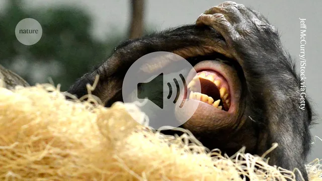 O que o estalar de risadas em chimpanzés pode nos dizer sobre a evolução da ling