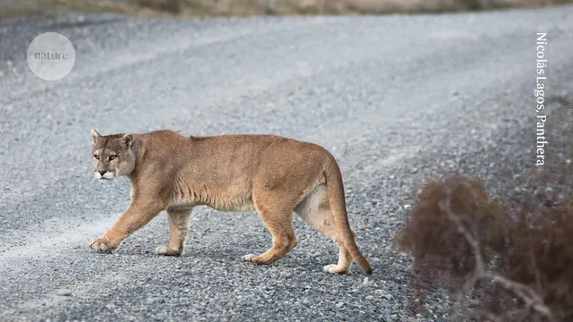 Gatos Silvestres como Guardiões das Rodovias