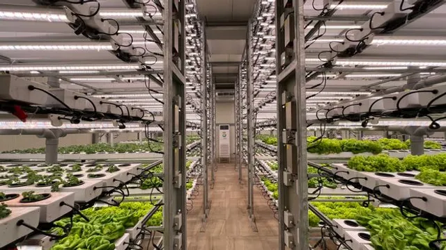 Sistema de plantador inteligente acompanha a saúde e cuida ao dia a dia